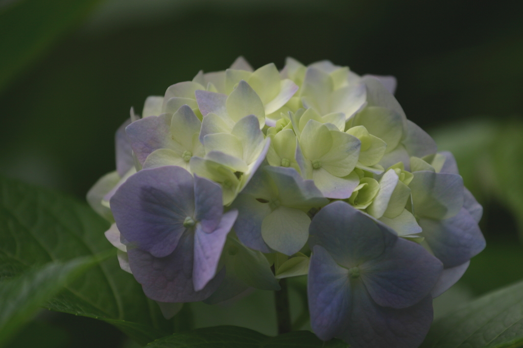 紫陽花