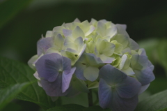 紫陽花