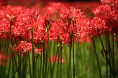 Development of red