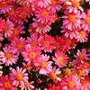 Our color