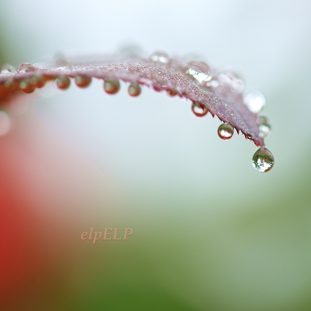 Art of morning dew Pt26
