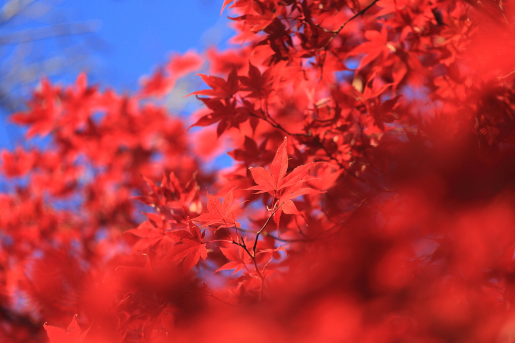 紅のステージ