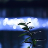 光る花