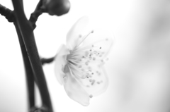 Light transparent