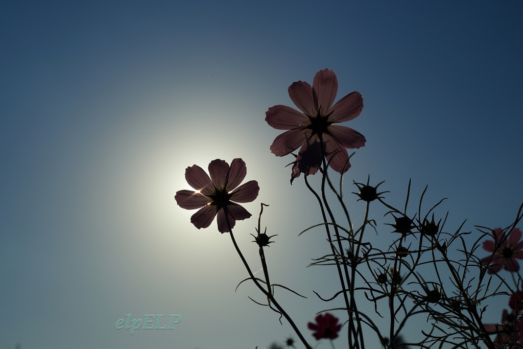 Wish