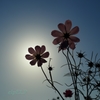 Wish