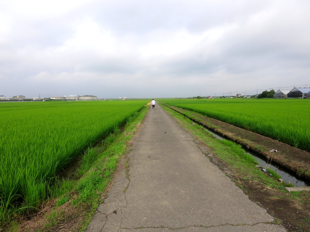 散歩の風景