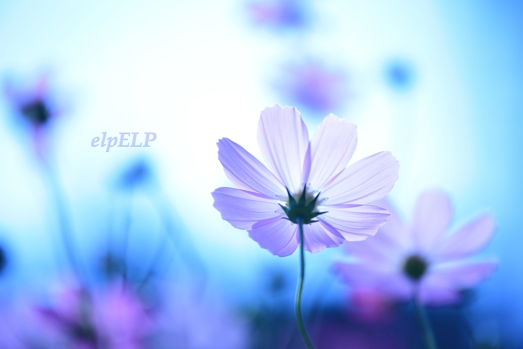 『ガラスの心』