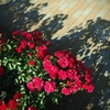 『Shadow』