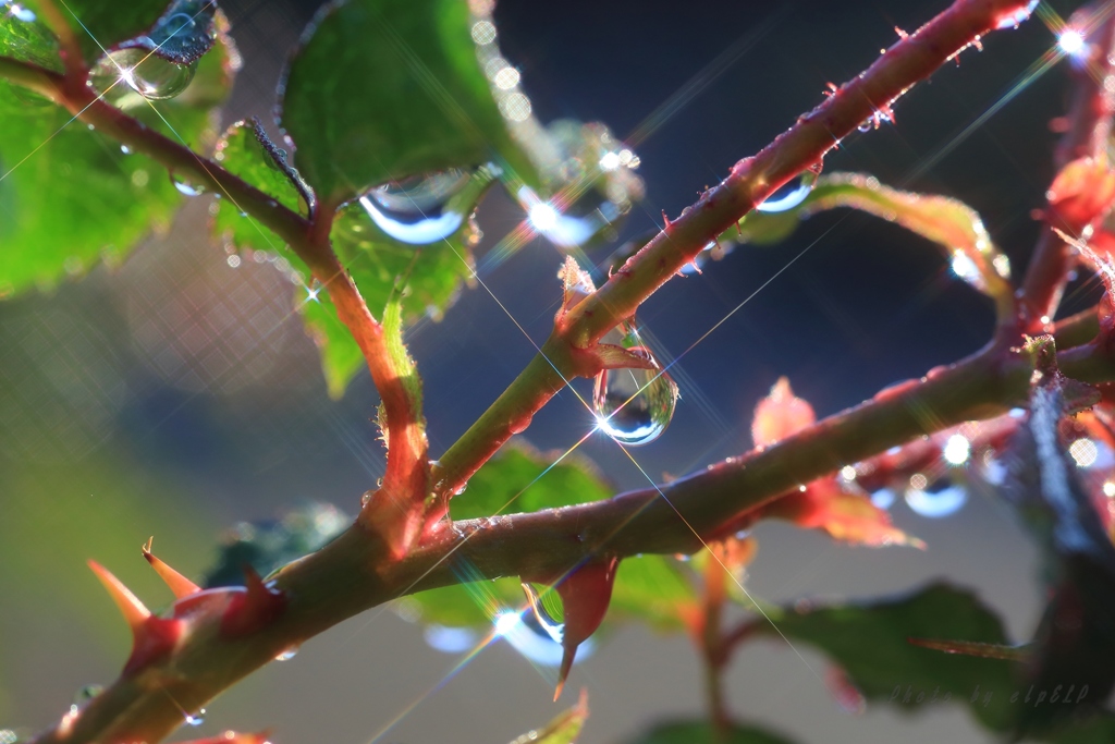 雨がくれた贈り物