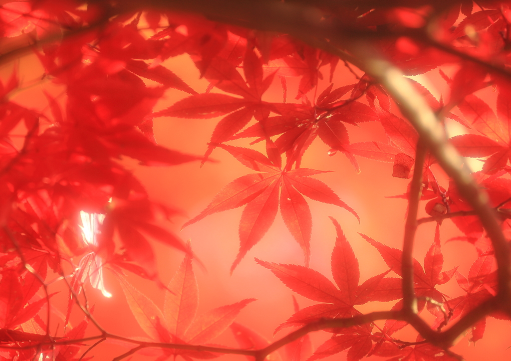 秋色・第四章
