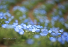 Spring Blue