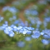 Spring Blue