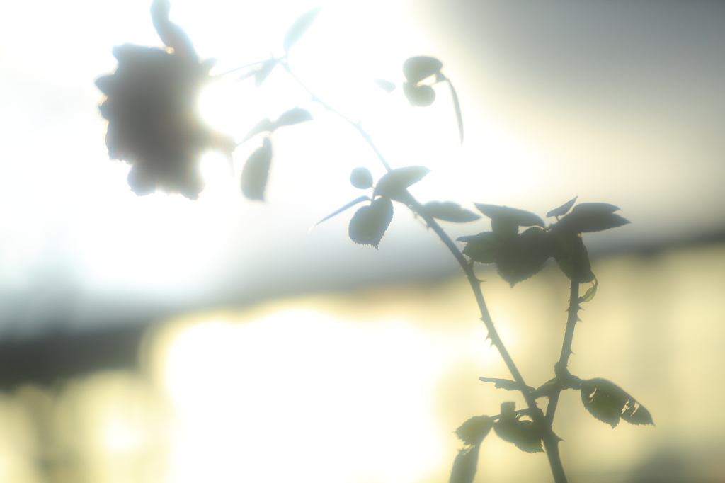 冬薔薇の憂鬱