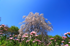 Weeping cherry tree