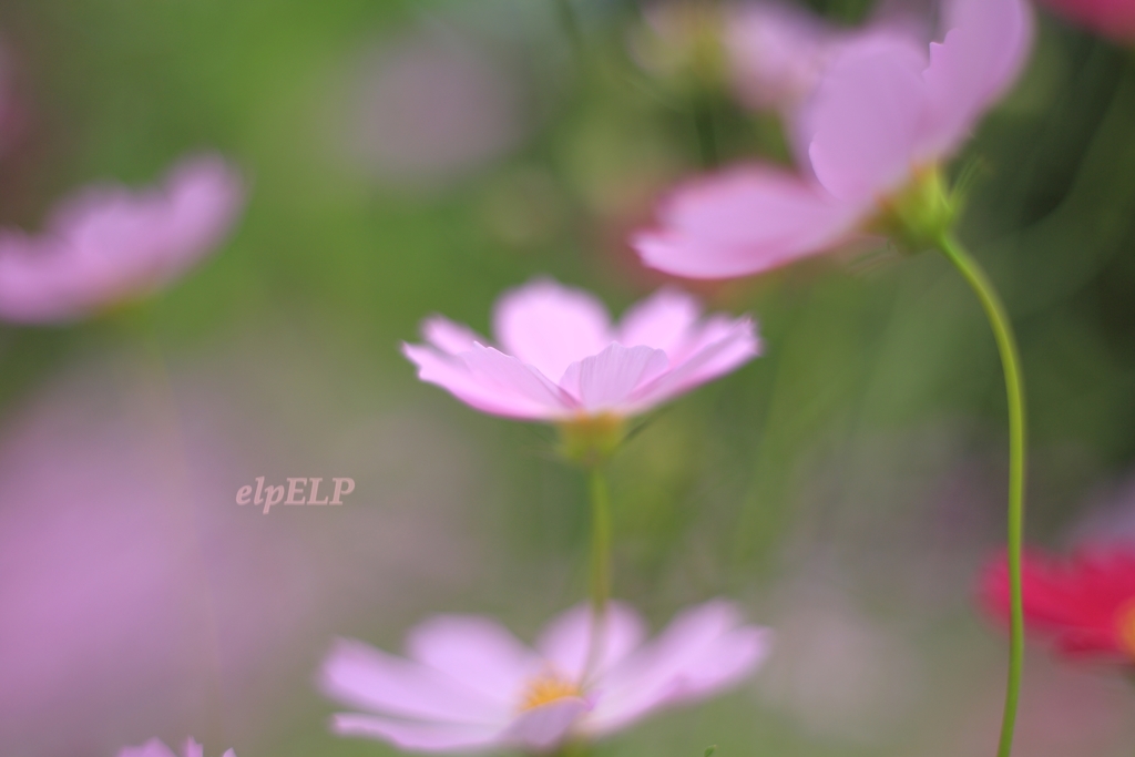 『 優しい言葉 』