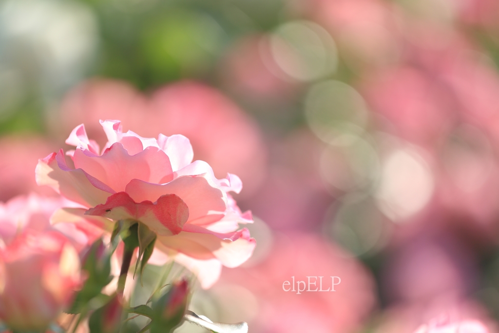 emotion