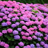 紫陽花の丘