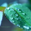 Art of rain Pt23