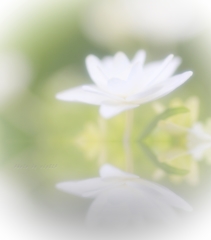 In a dream