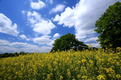 菜の花