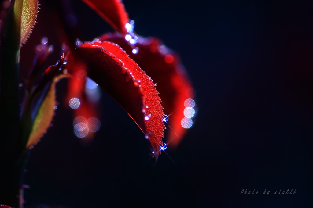 Art of morning dew Pt20