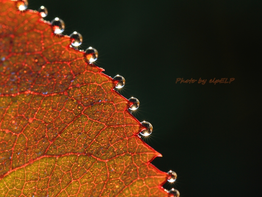 Art of morning dew Pt21