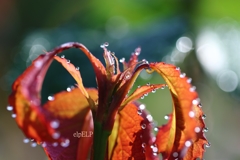 『雨花』