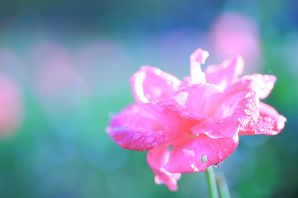 雨上がりの涙