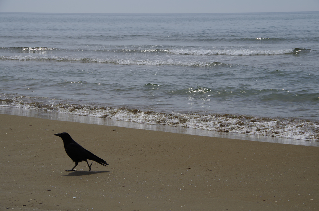 海辺のからす