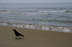 海辺のからす