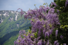 藤の花