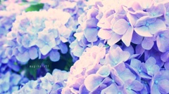 紫陽花