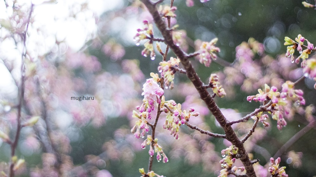 雨の日　３