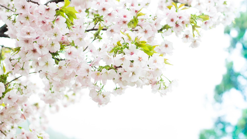 雨の日の横輪桜