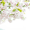 雨の日の横輪桜