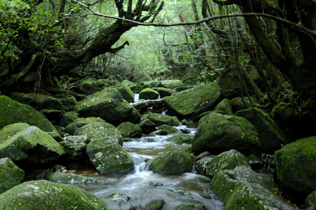 Yakushima