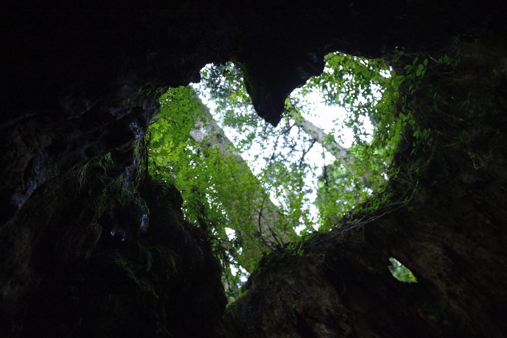 Yakushima Wilson Stump