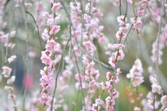 しだれ桜