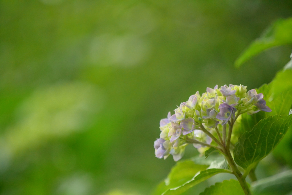 ６月の花
