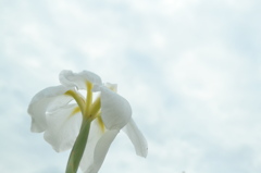 菖蒲