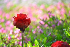 花の名前はなんて言うんだろうか