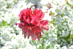 紅一点