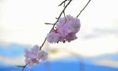 ばいばい　また明日