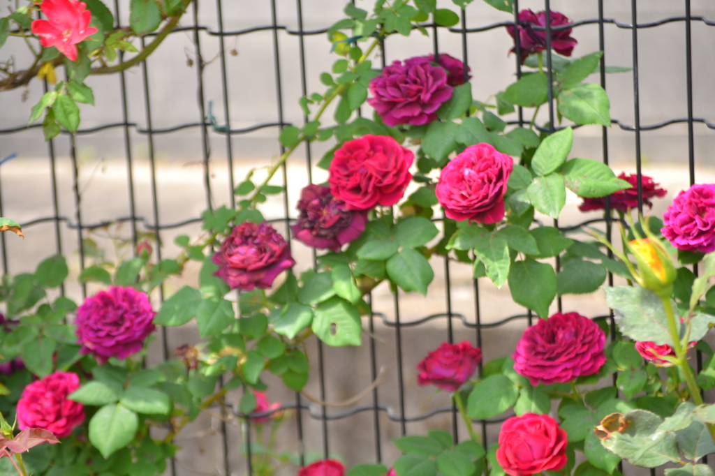 バラの花