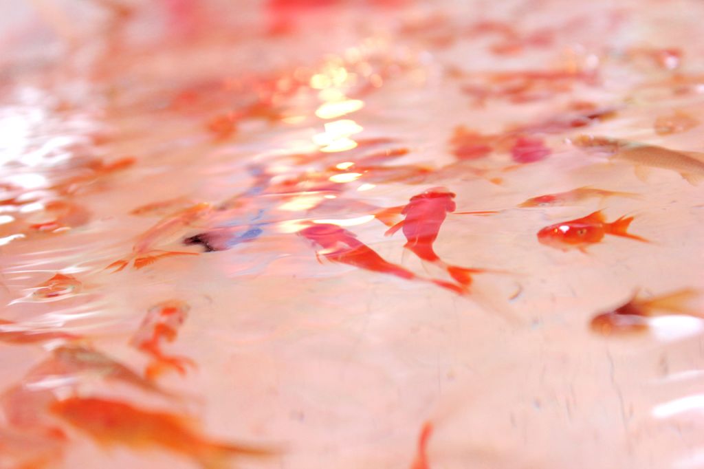 金魚すくい