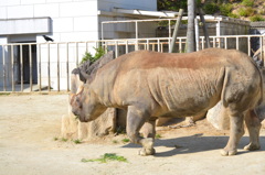 さいどん
