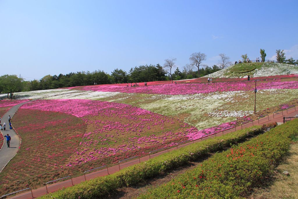 おおた芝桜祭り①