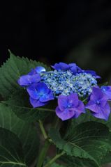 能護寺の紫陽花④