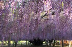 玉敷神社　藤まつり①